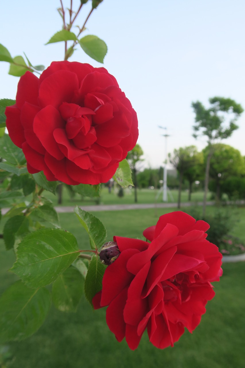 red rose  flower  nature free photo