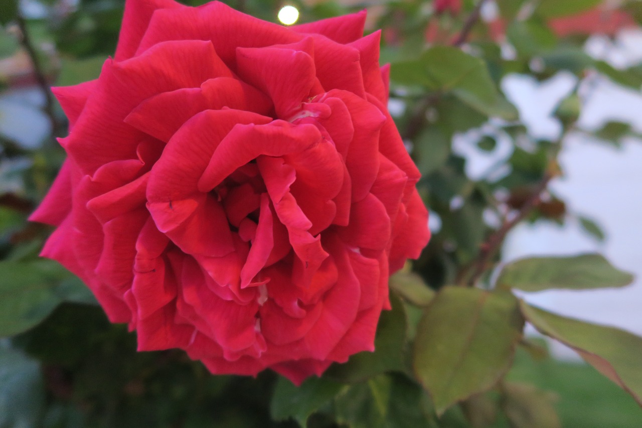 red rose  flower  rose free photo