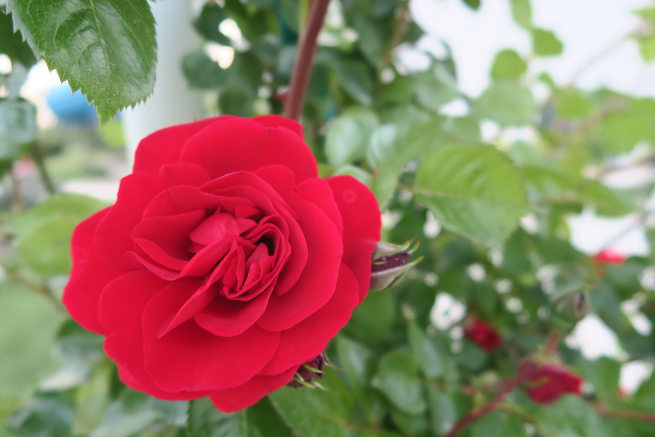 red rose  gulcicek  rose free photo