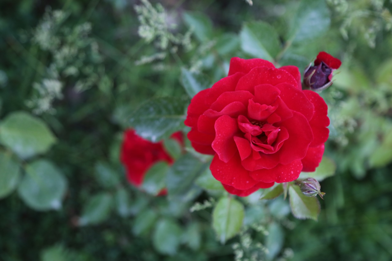 red rose  flower  nature free photo