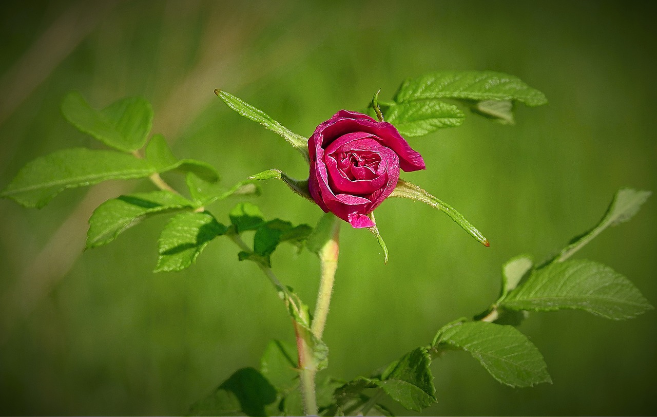 red rose  spring  blooming flower free photo