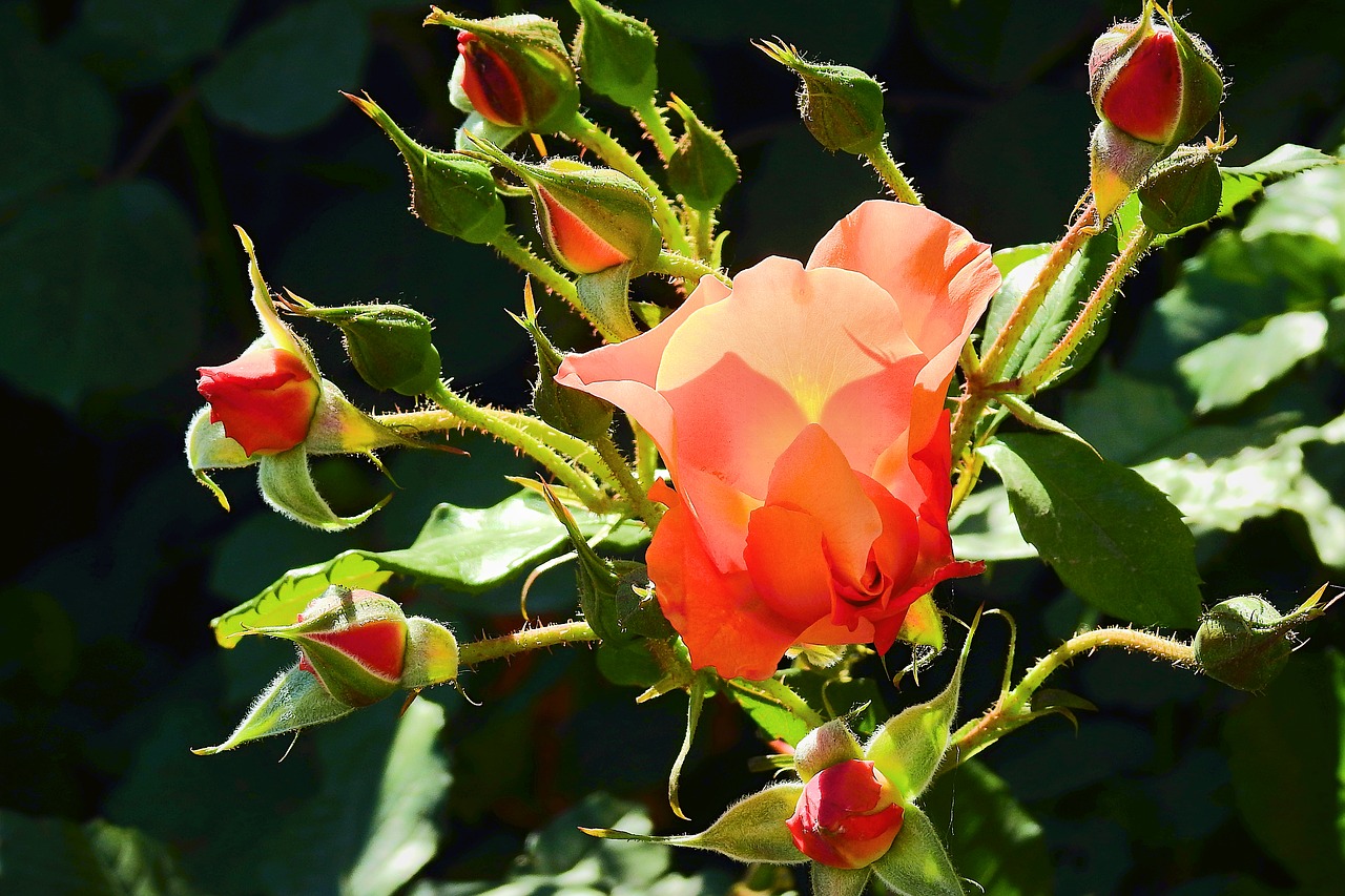 red rose  flower free pictures free photo