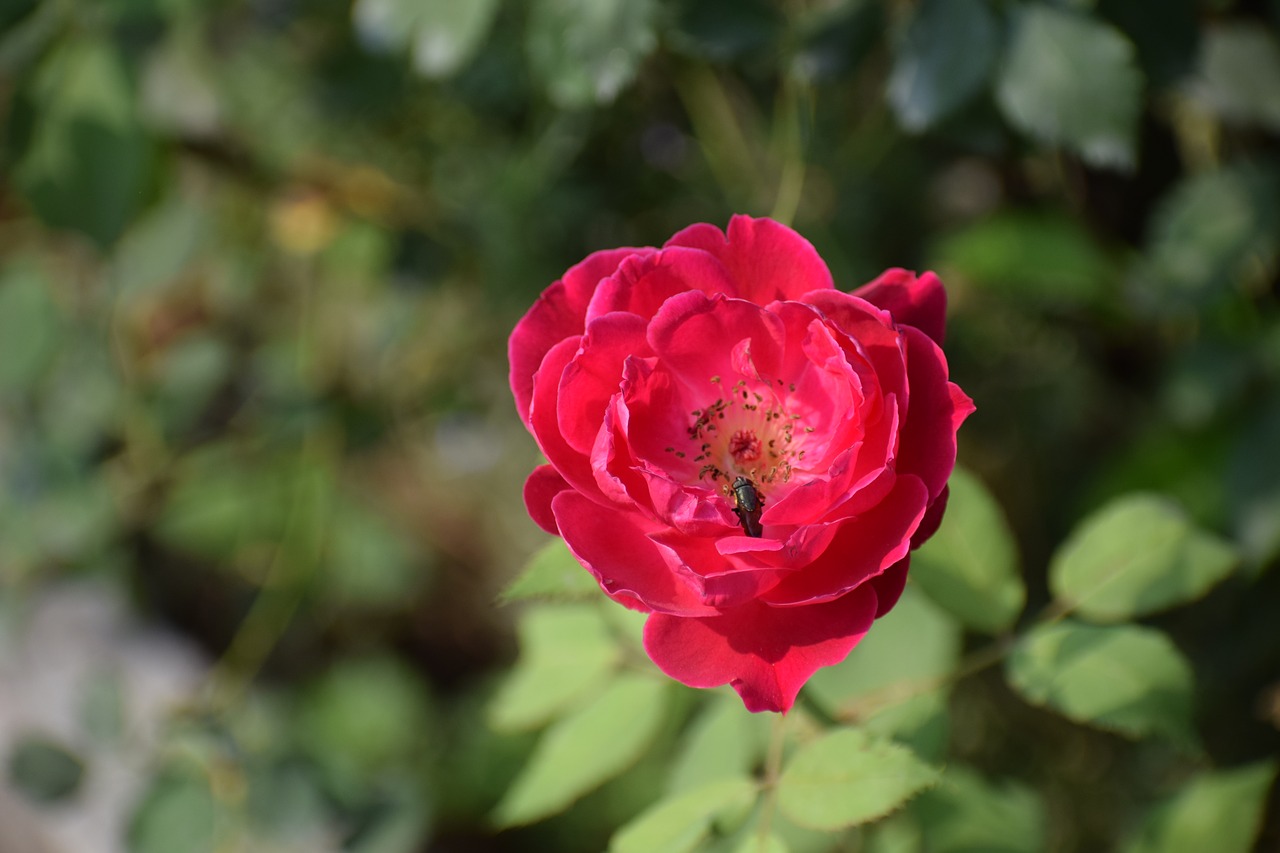 red rose  flower  rose free photo