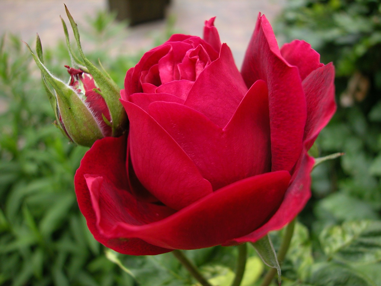 red rose flower rose free photo