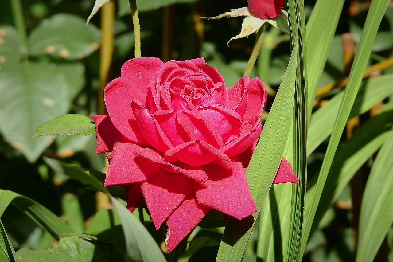 red rose  garden  flowers free photo