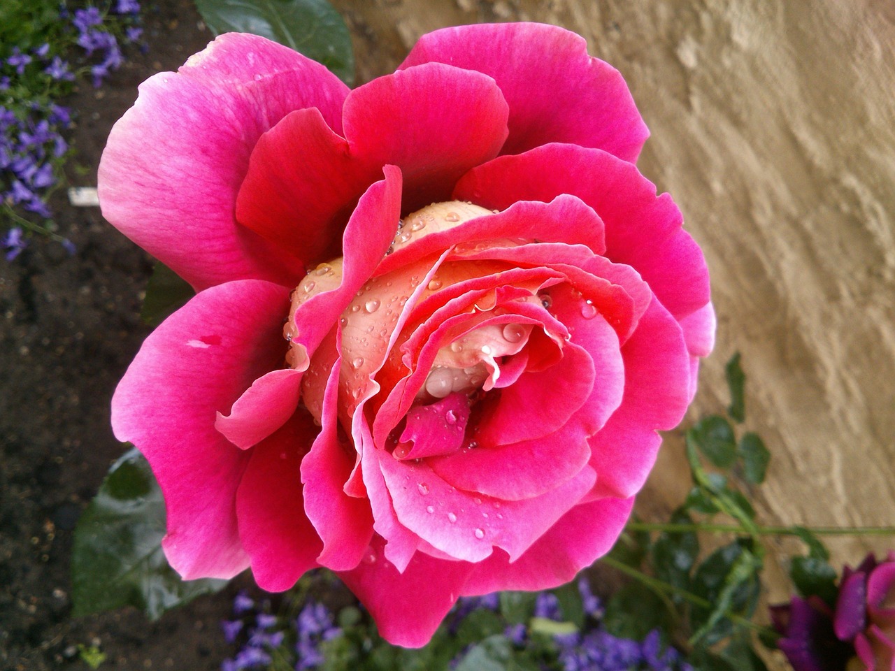 red rose rose bloom free photo