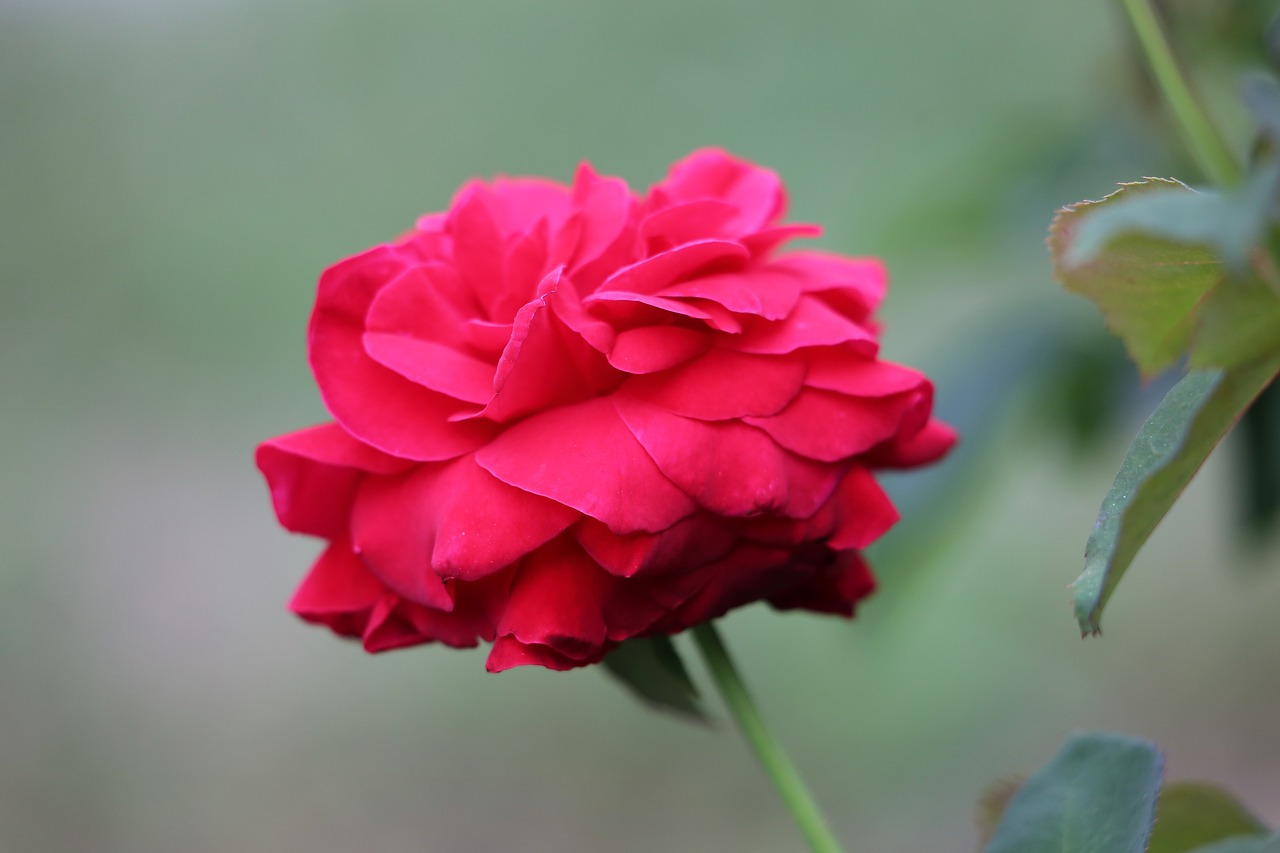 red rose  bloom  flower free photo