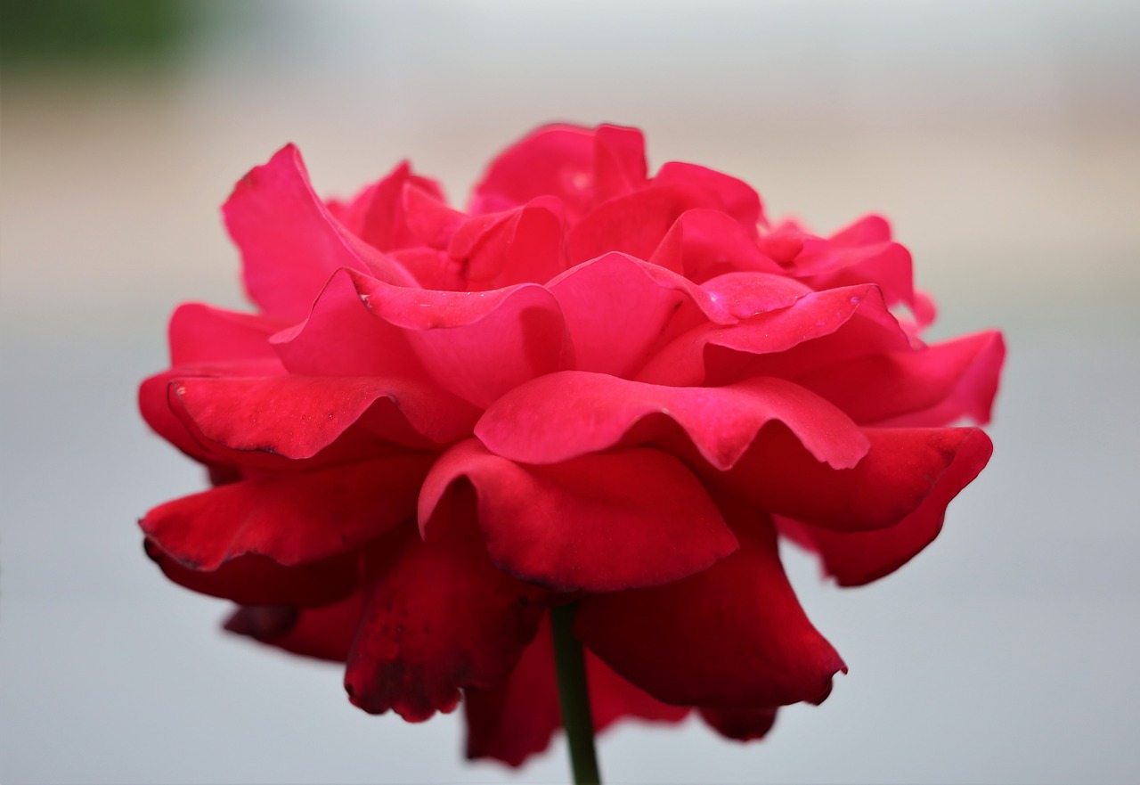 red rose  bloom  flower free photo