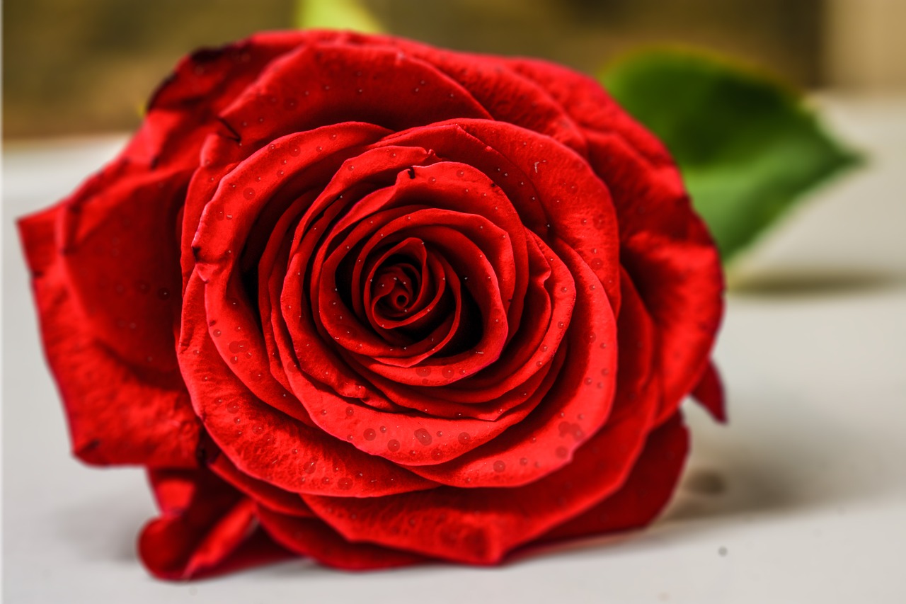 red rose  rose and water drops  flower free photo