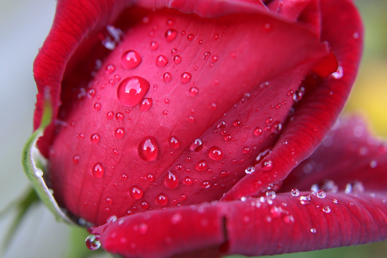 red rose  drops  bloem free photo