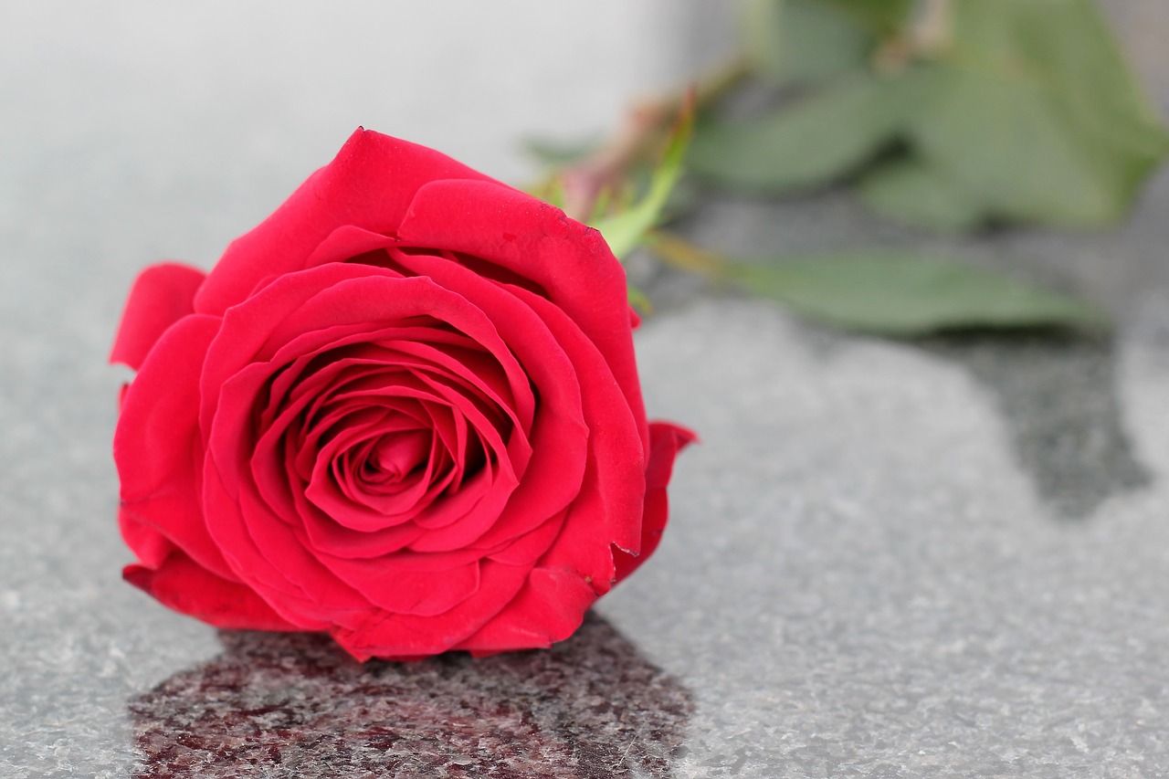 red rose  flower  love symbol free photo