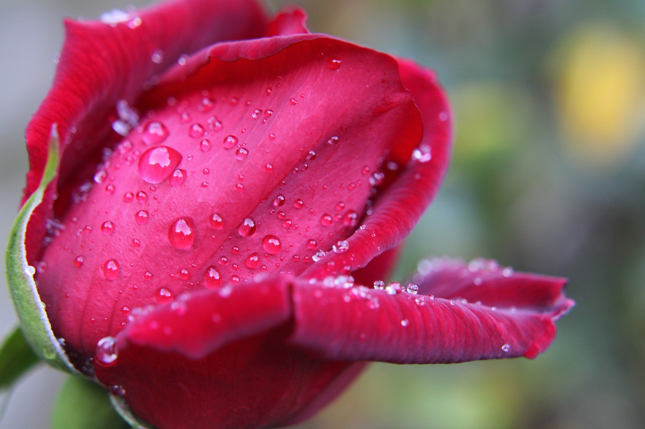 red rose  drops  feeling free photo