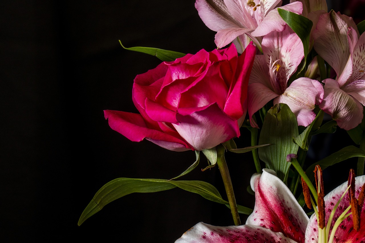 red rose  flowers  bloom free photo