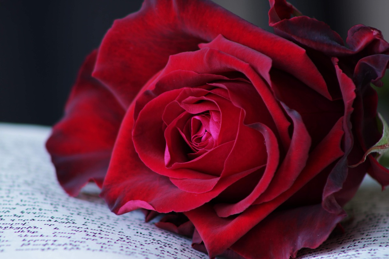 red rose  book  rose free photo