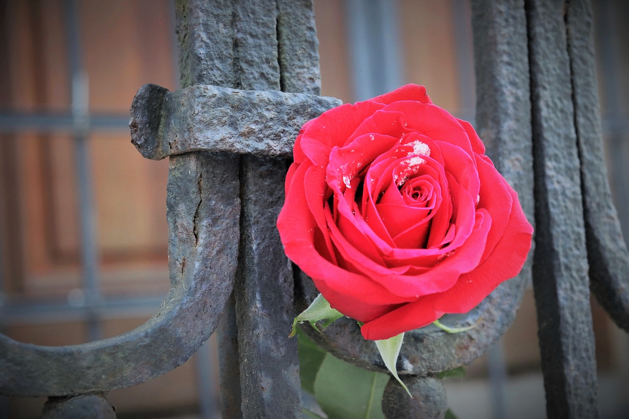 red rose  old iron fence  love symbol free photo