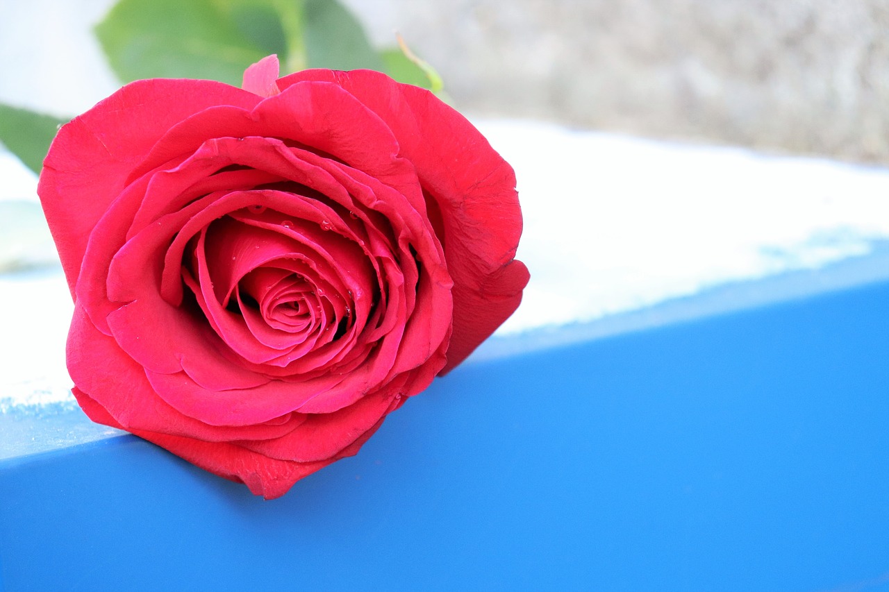 red rose  love symbol  blue free photo