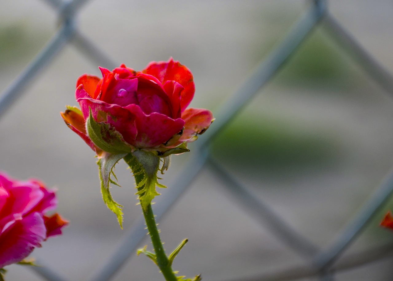 red rose  rose  red free photo