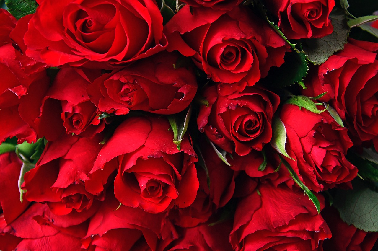 red rose  red rose bouquet  valentine's free photo