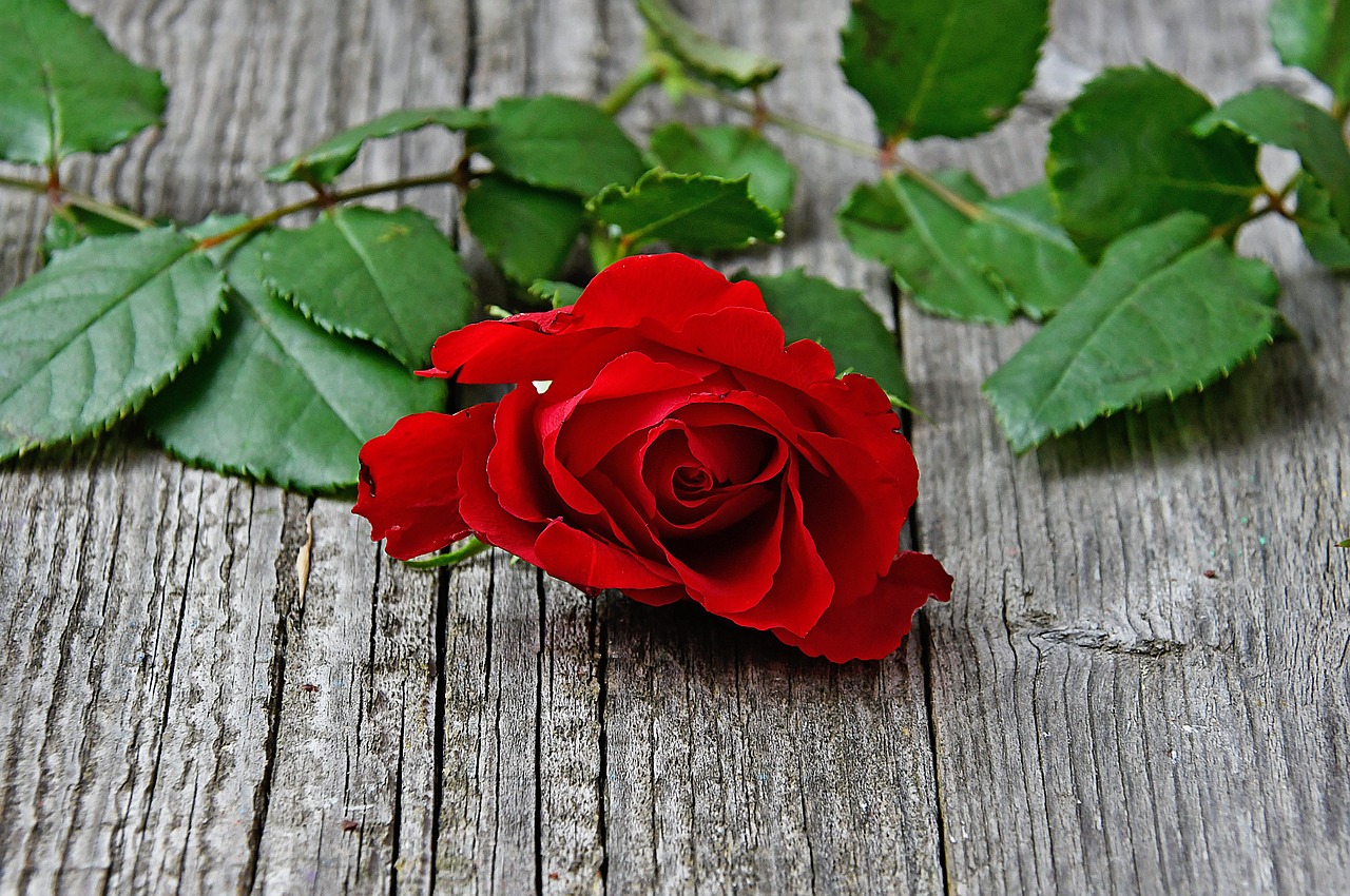 red rose  red rose bouquet  valentine's free photo