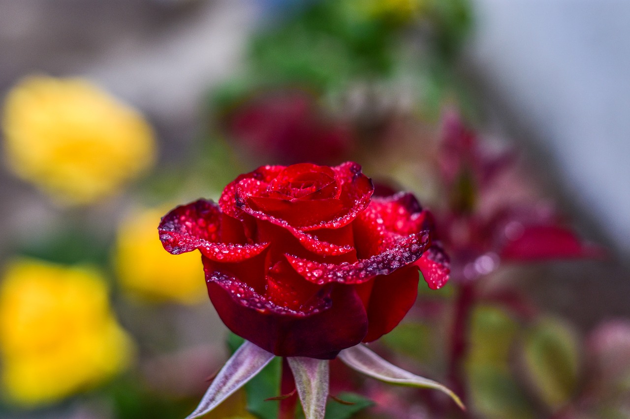 red rose  flower  beauty free photo