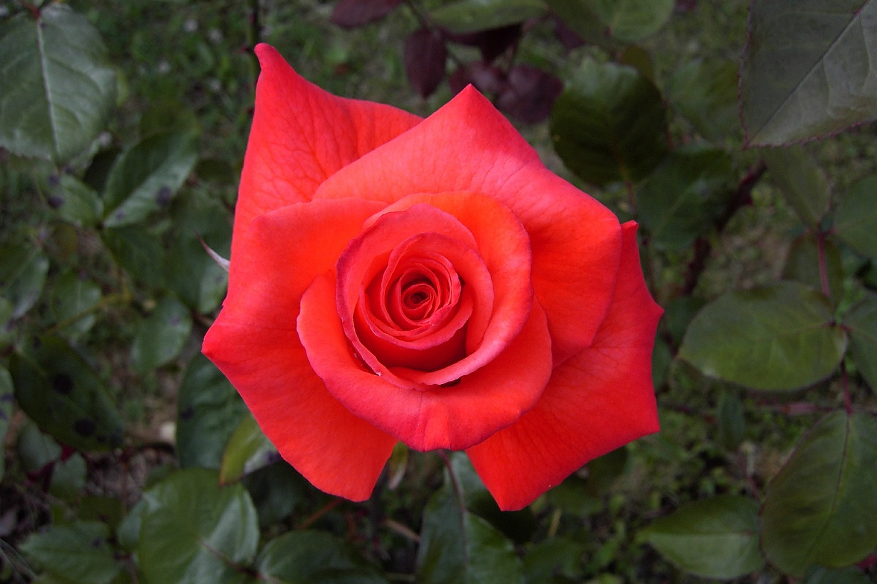 red rose flower plant free photo