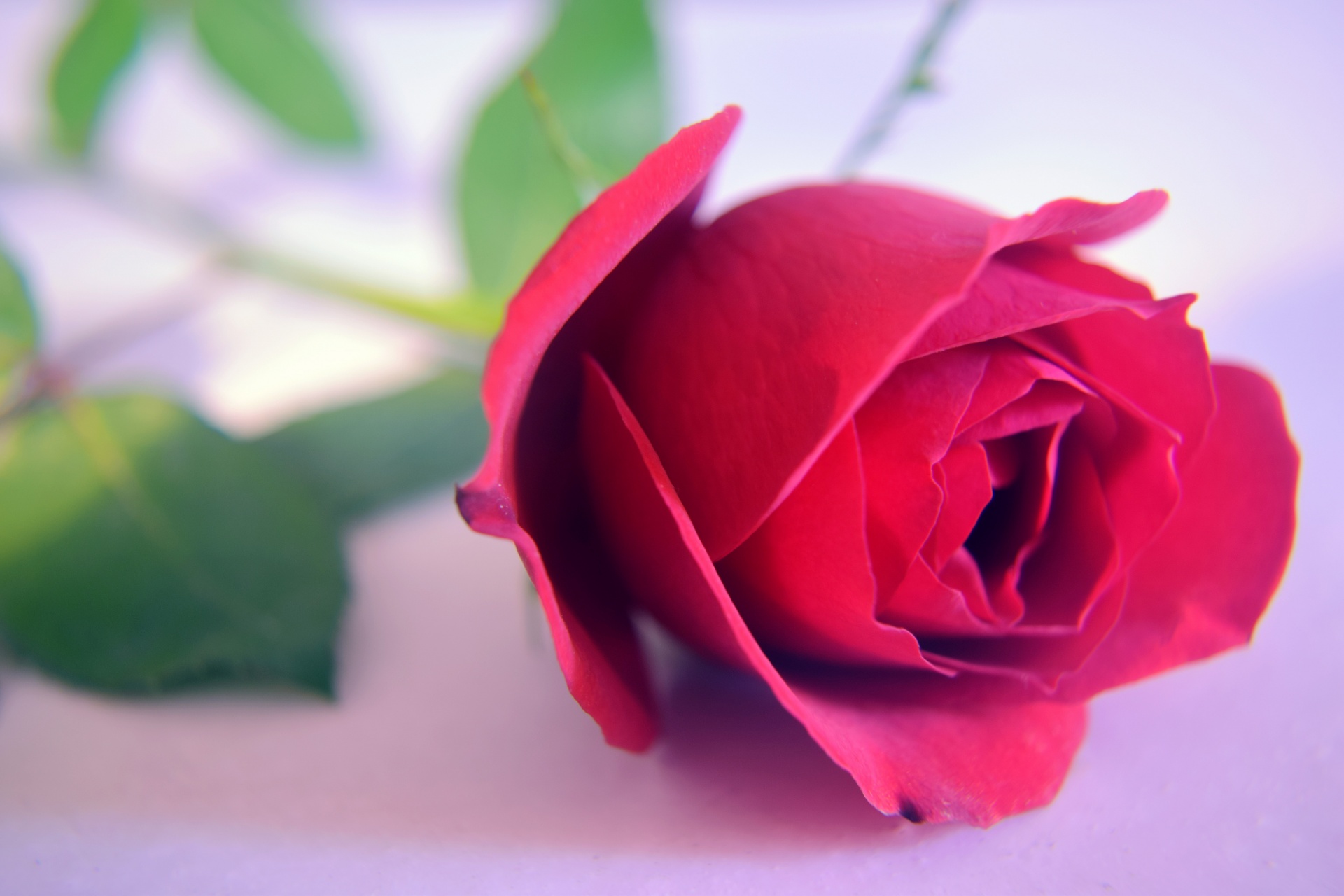 rose flower red free photo