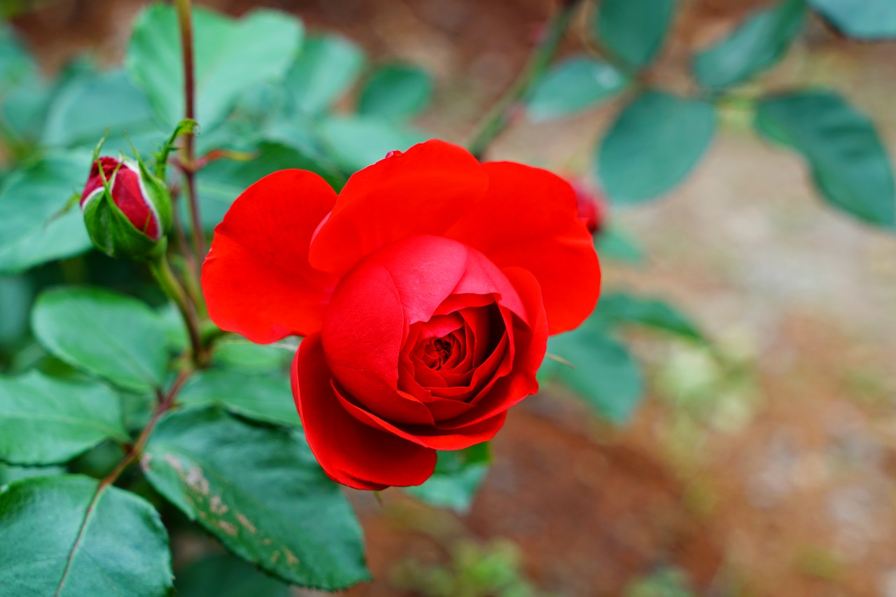 red rose  heart rose  rose bloom free photo