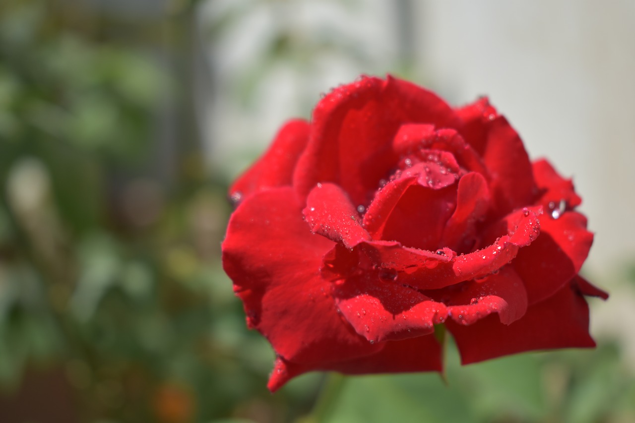 red rose  rose  flower free photo