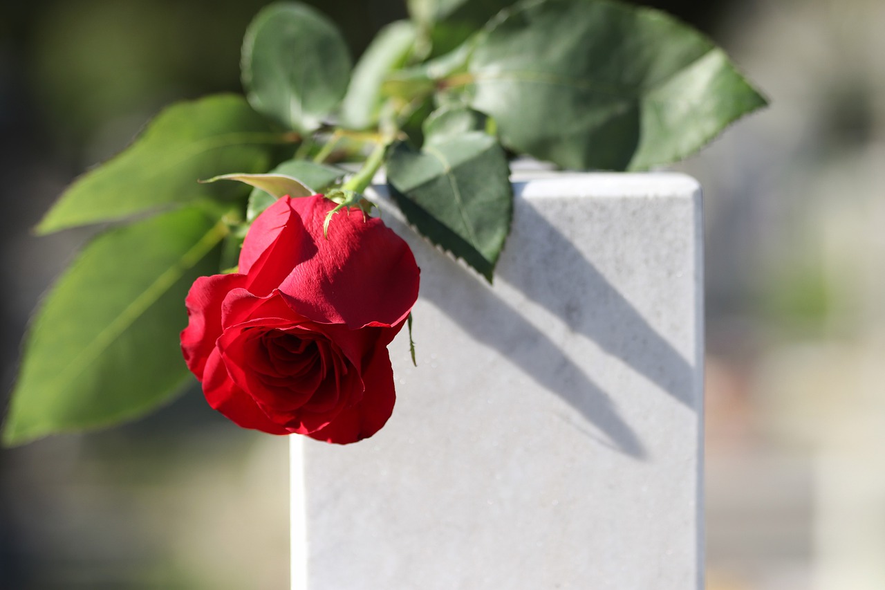 red rose  white marble  love symbol free photo