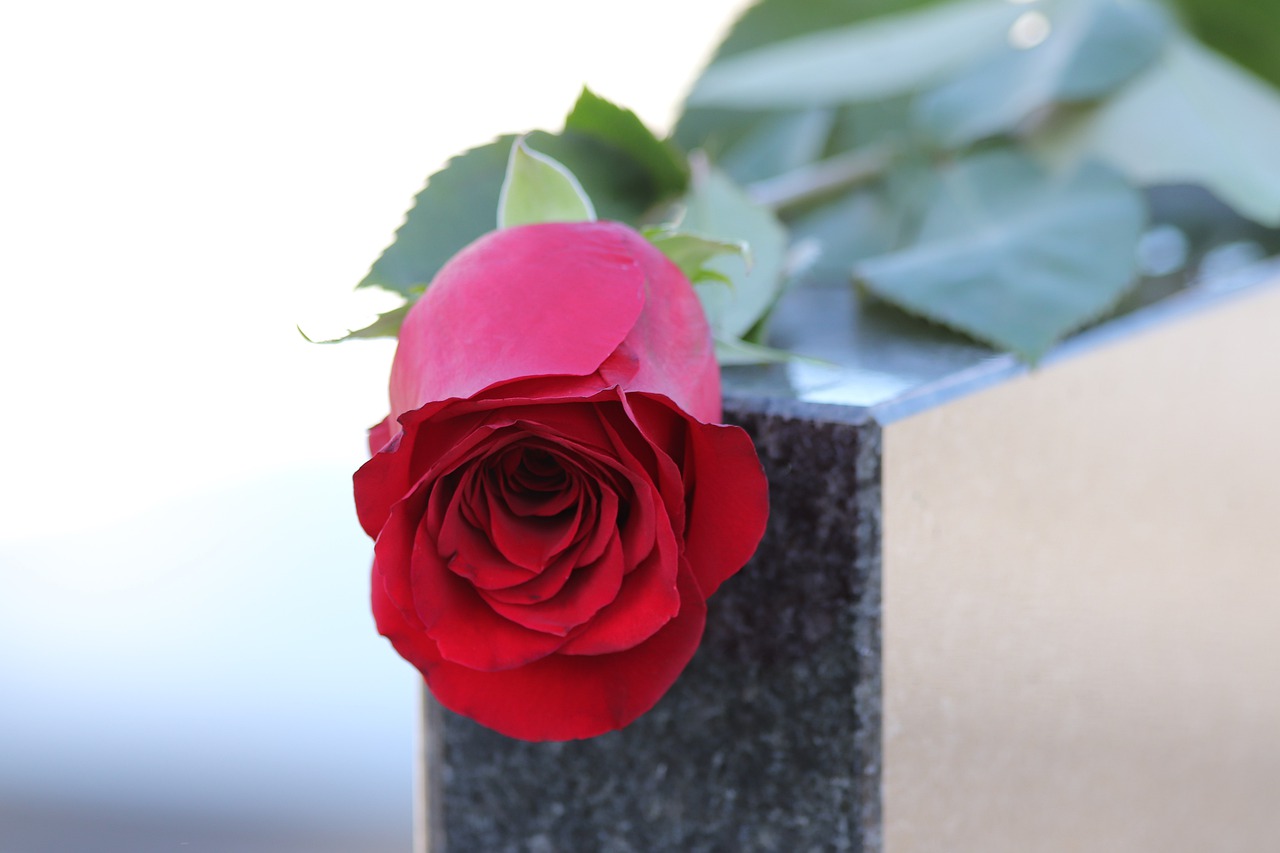 red rose  black marble  love symbol free photo