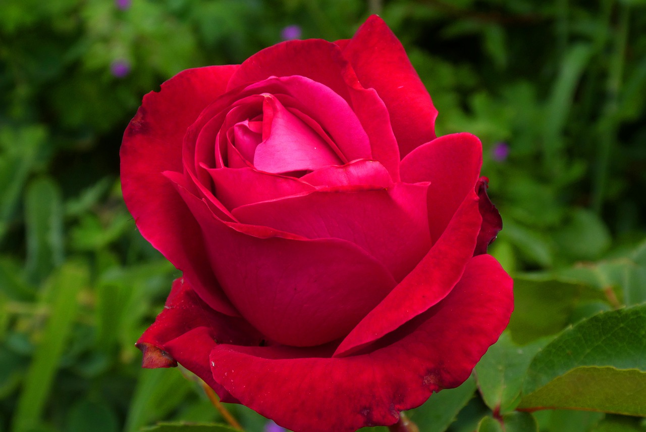 red rose  flower  bloom free photo