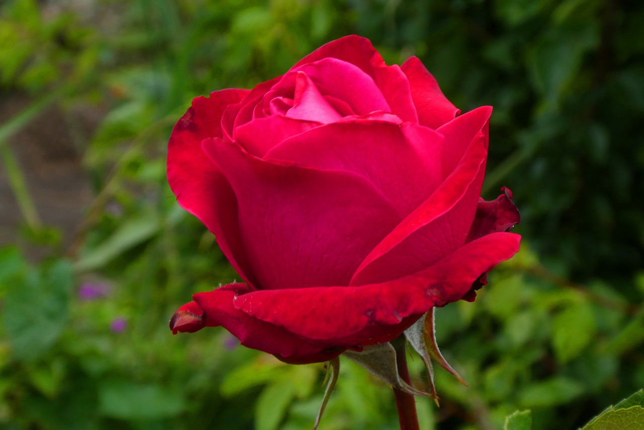 red rose  flower  bloom free photo