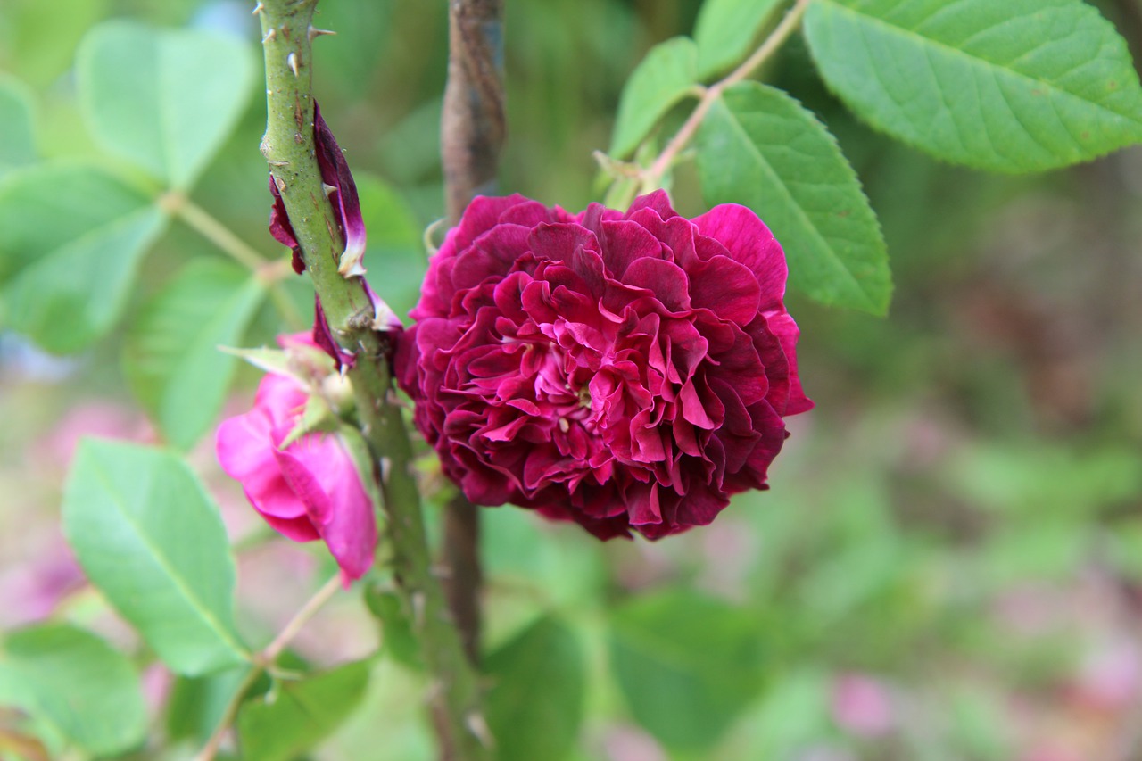 red rose  rosebush  old rose free photo