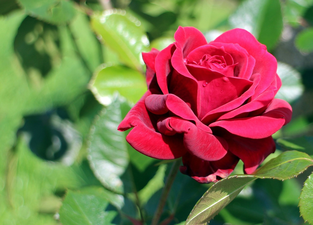 red rose rose blossom free photo