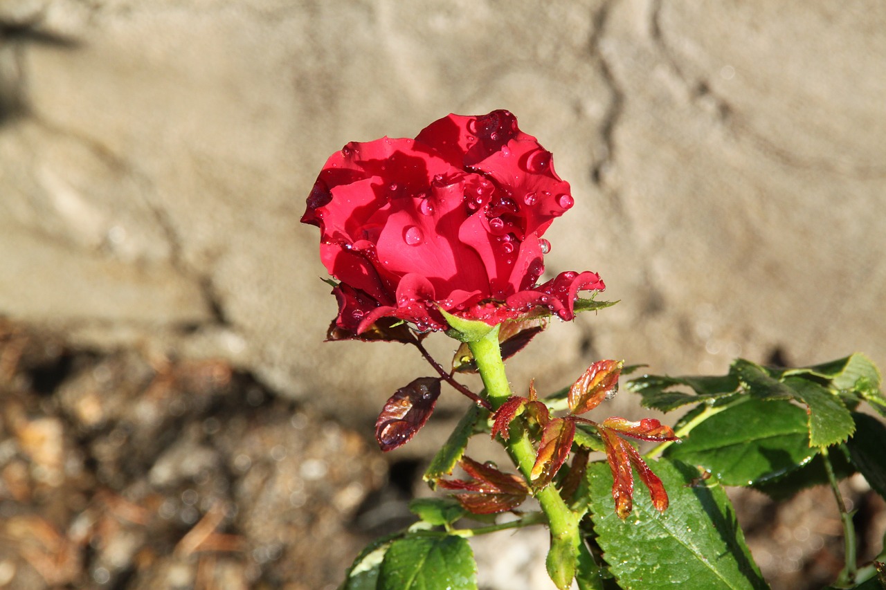 red rose rose the rose garden free photo