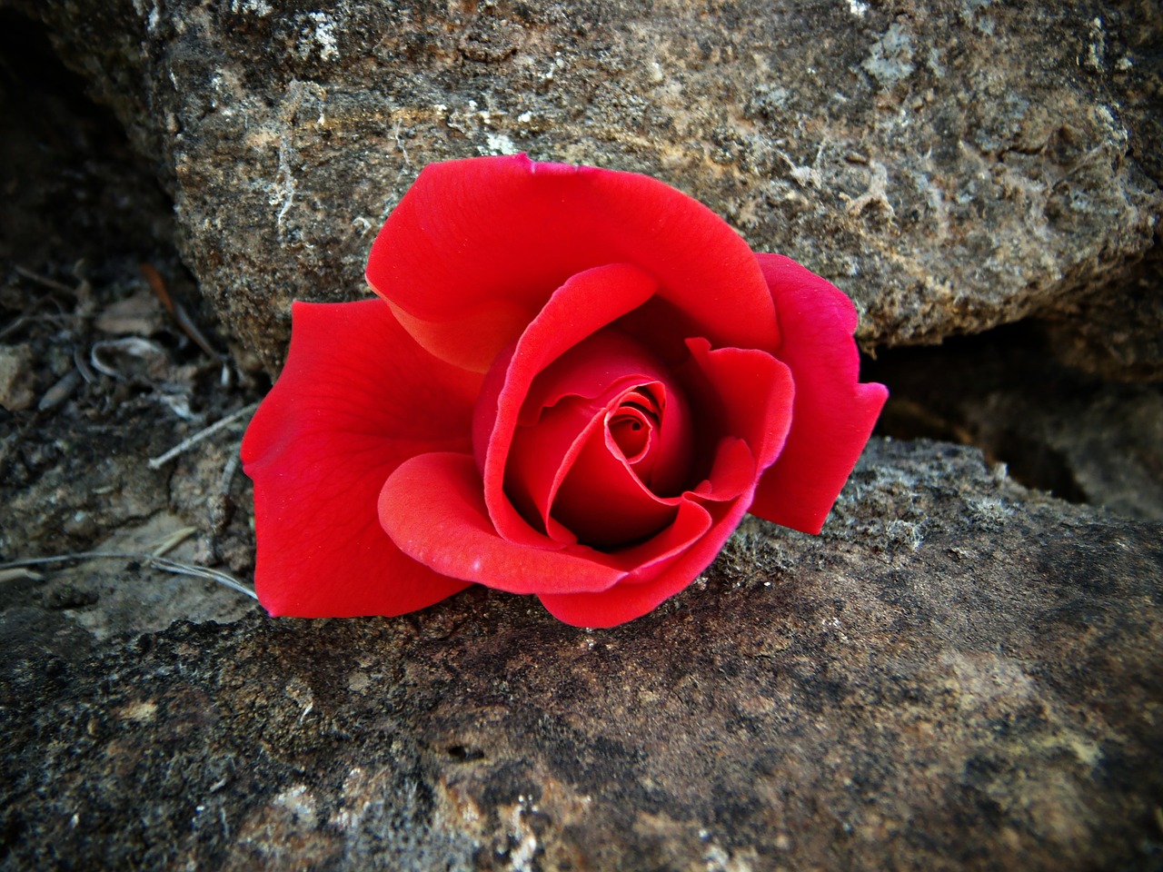 red rose red rock free photo