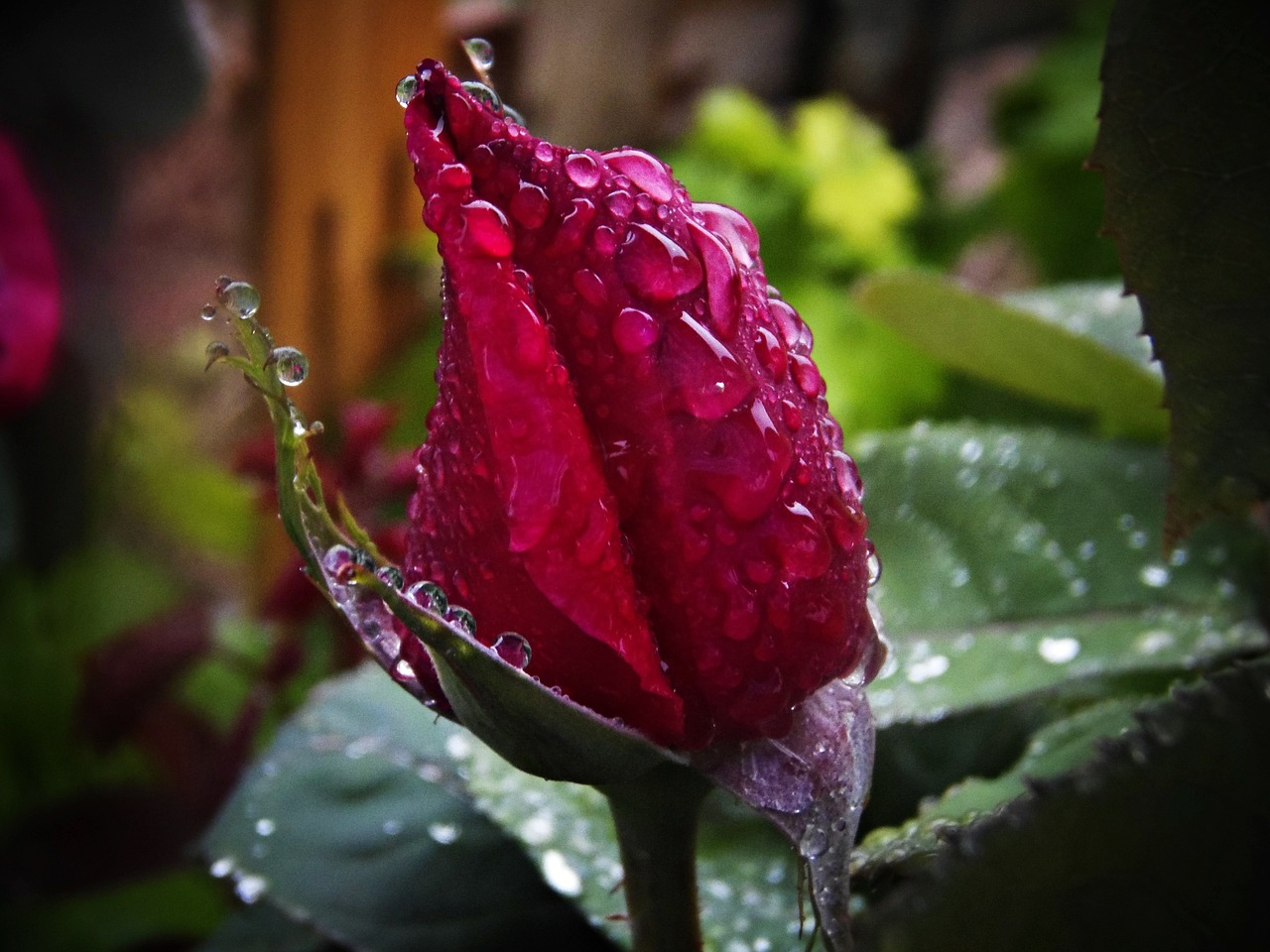 red rose rain drops of rain free photo
