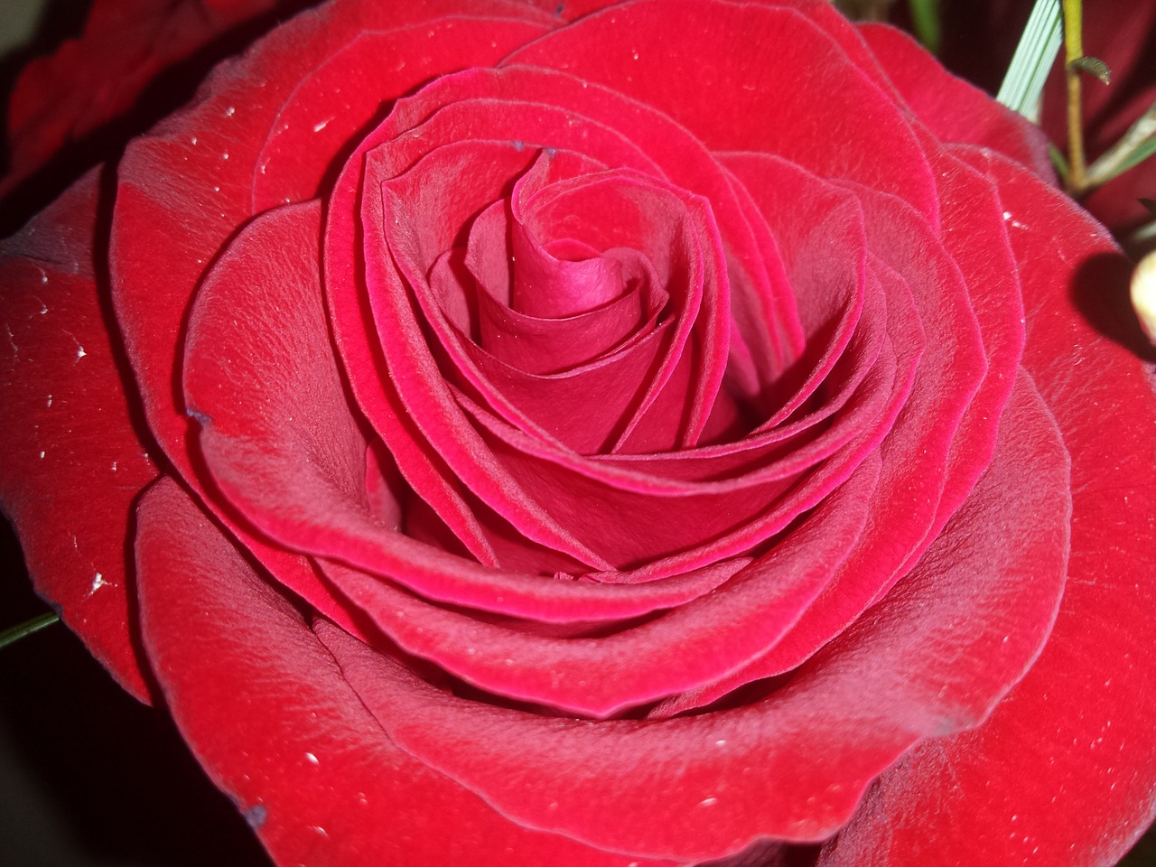 red rose rose love free photo