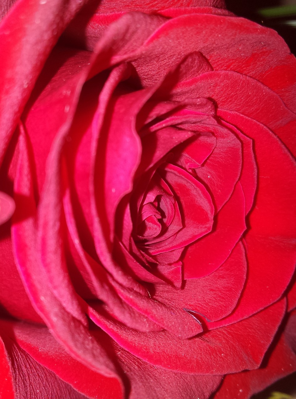 red rose red rose free photo