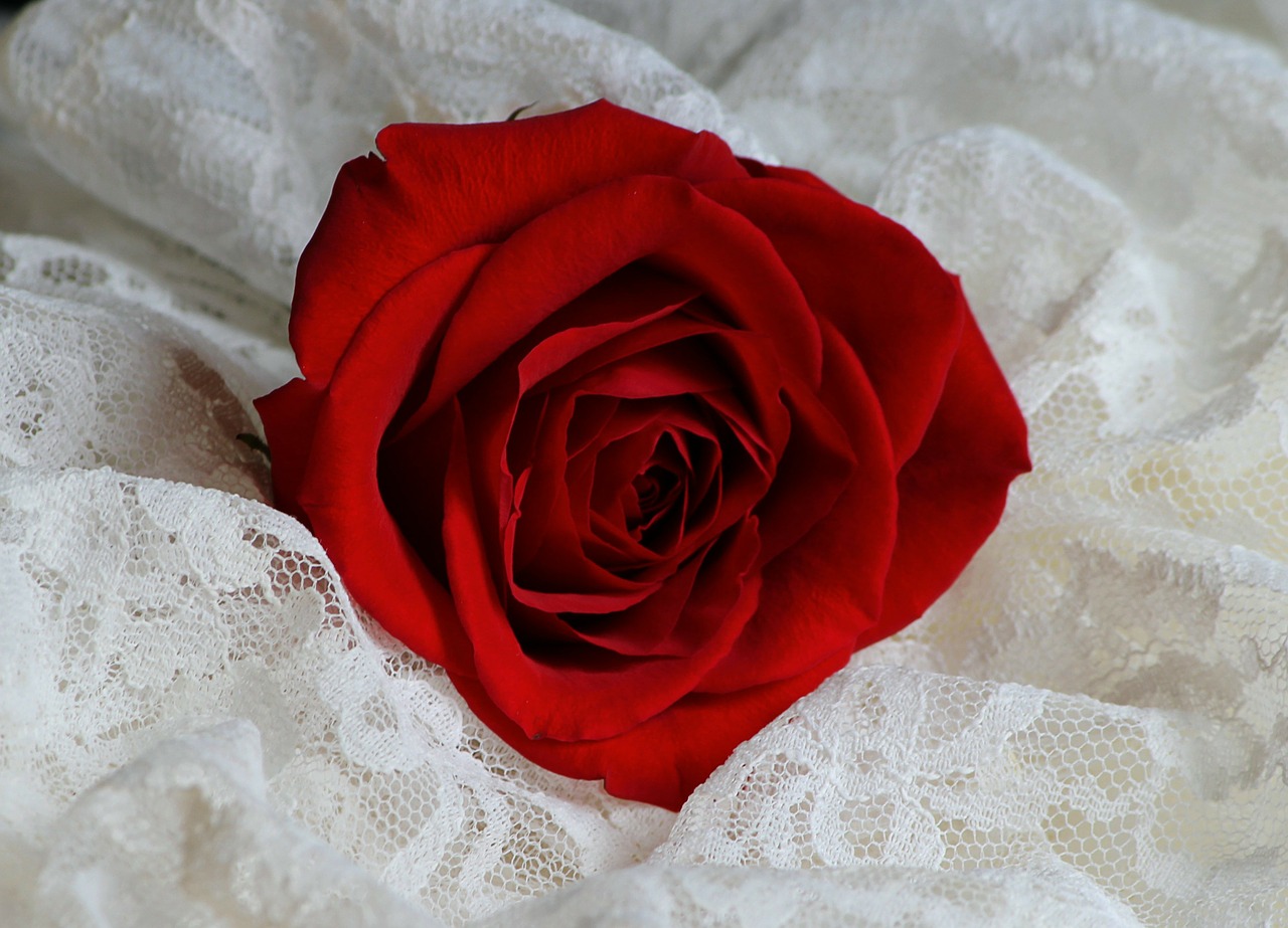 red rose blossom petals love free photo