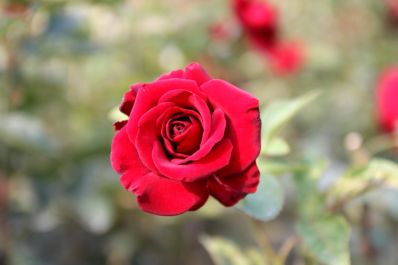 red rose rose flower free photo