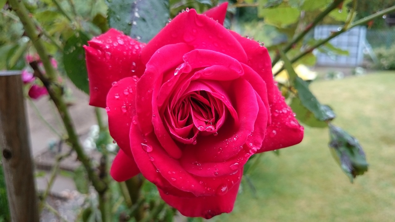 red rose garden raindrop free photo