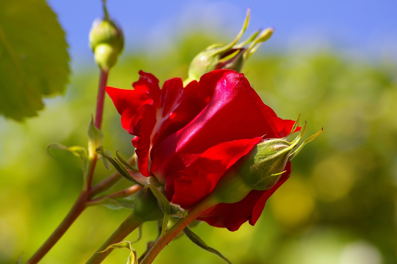 red rose rose flower free photo