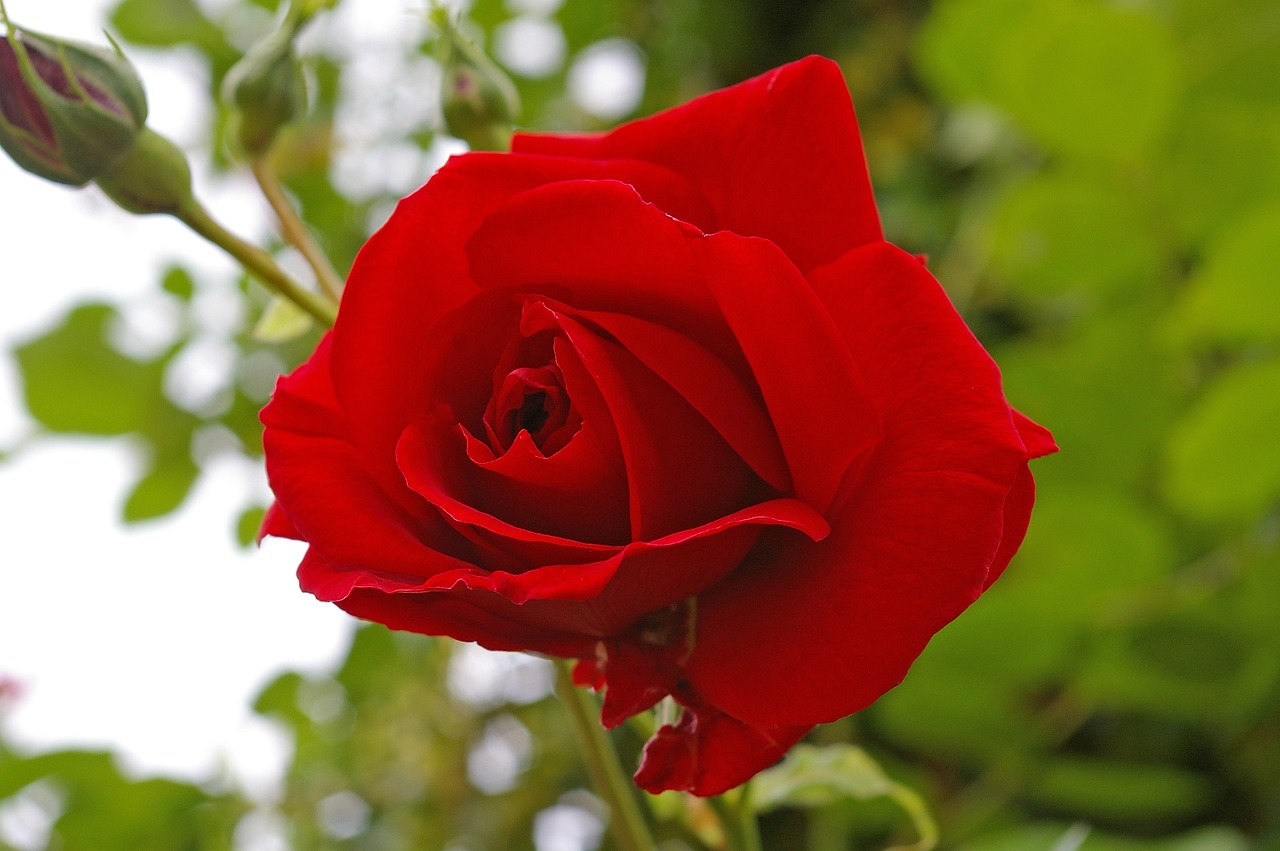 red rose rose blossom free photo