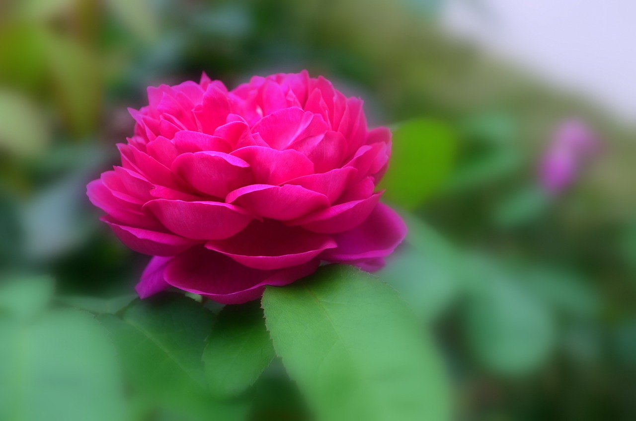 red rose flower blossom free photo