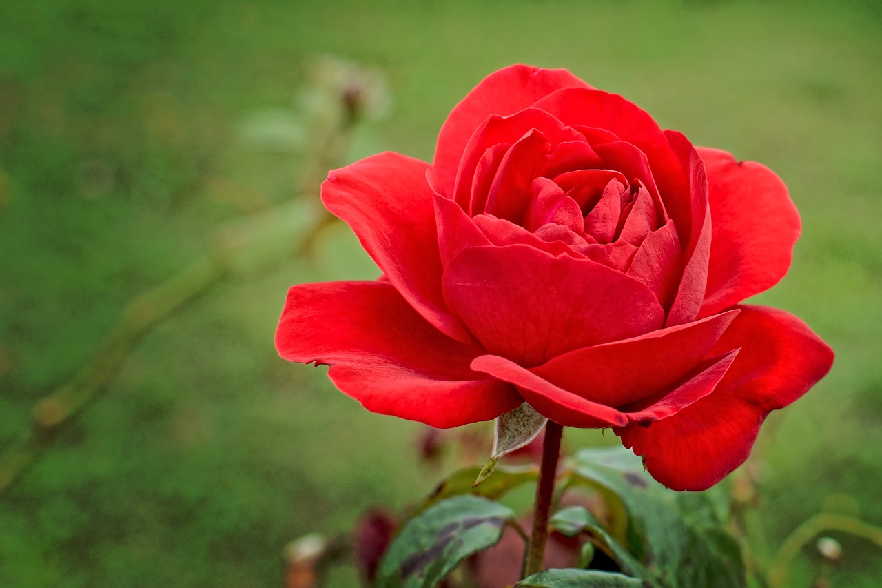 red rose rose blossom free photo