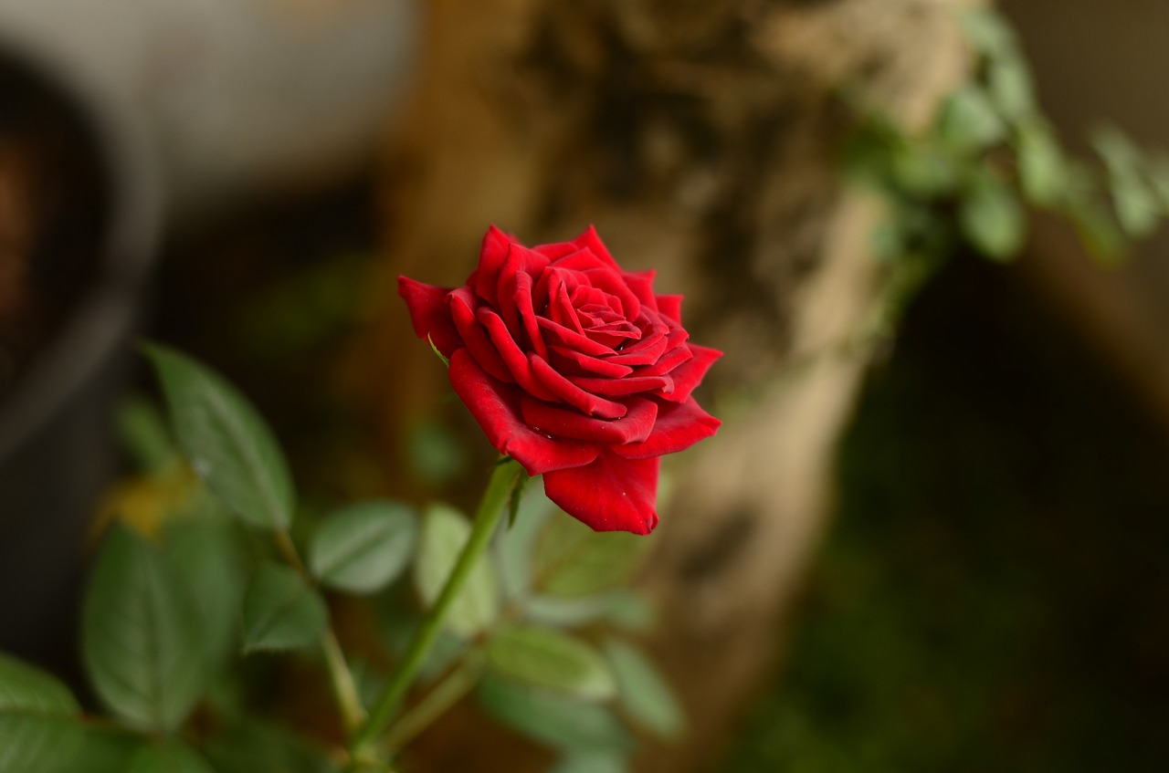 red rose flowers blur free photo