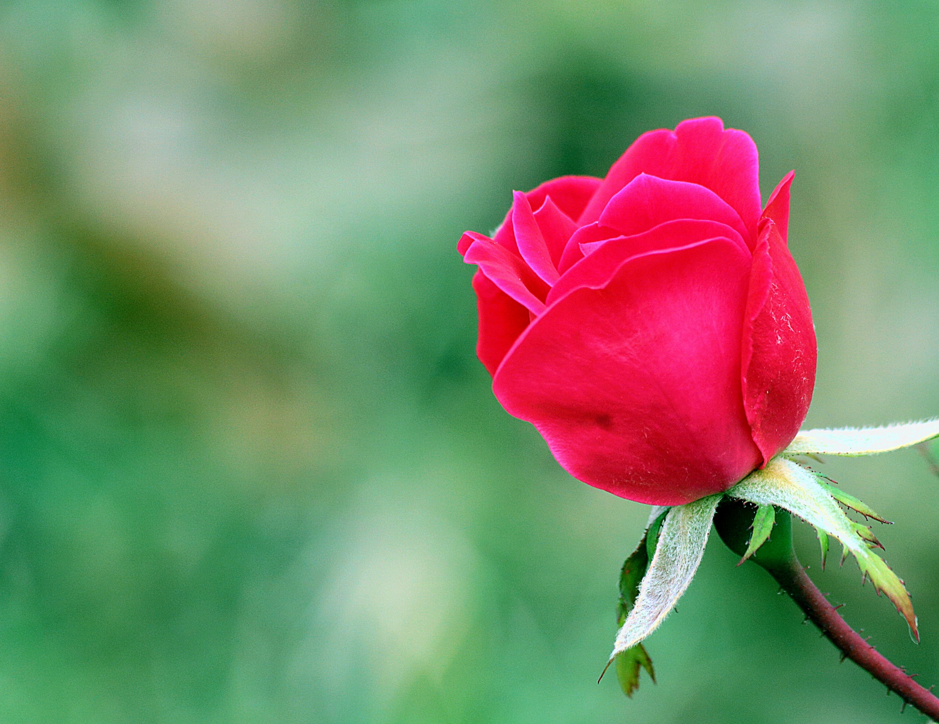 Download free photo of Nature,plants,flower,red flower,rose - from  