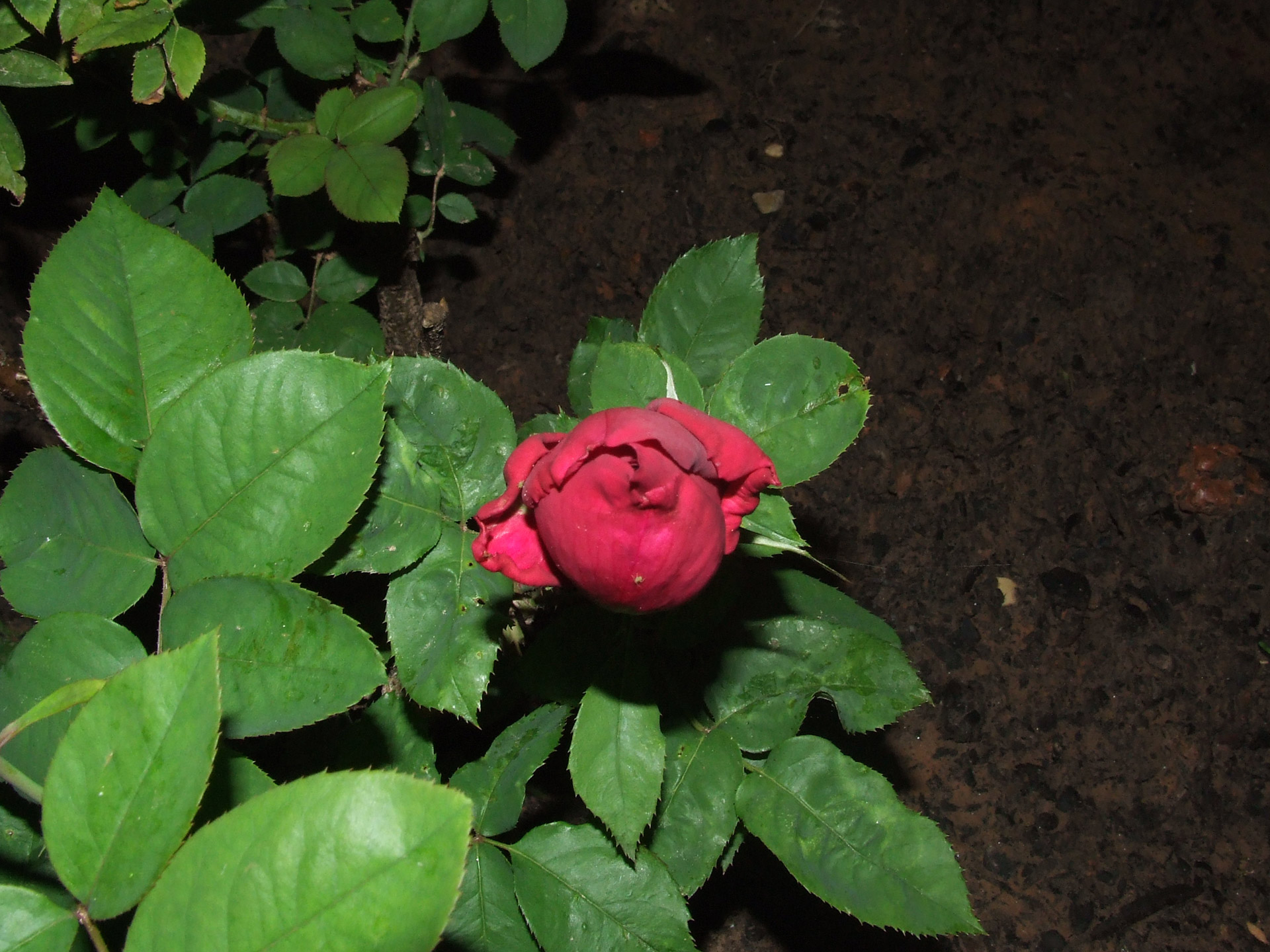 red rose bud free photo