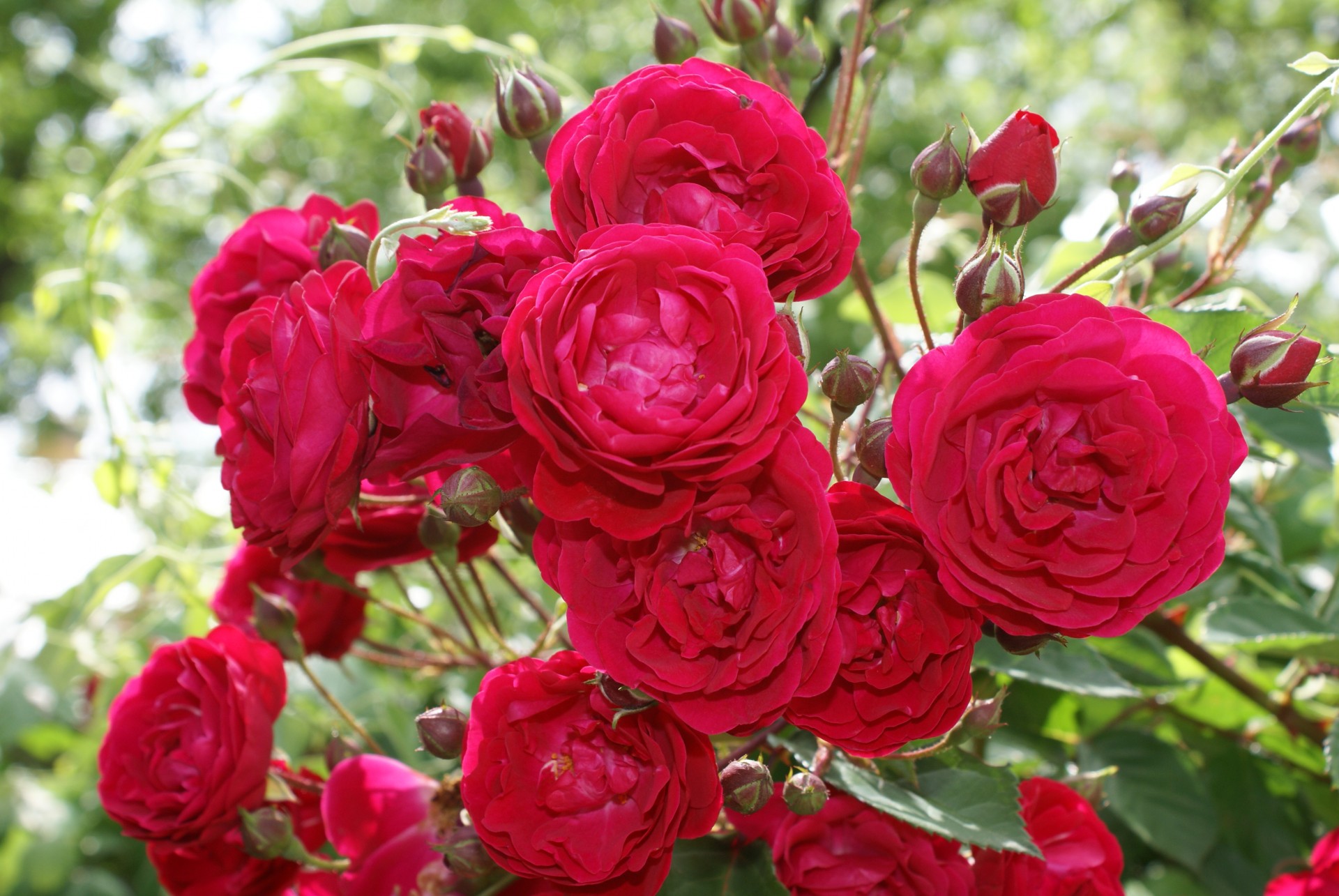red rose roses nature free photo